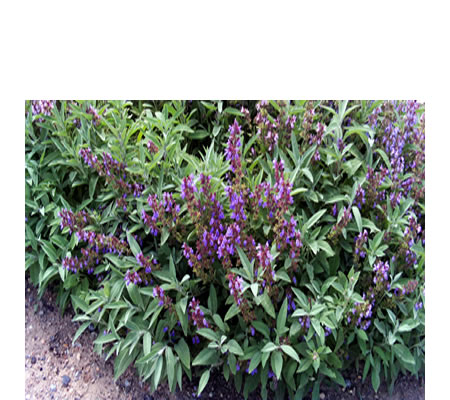 Los arbustos de salvia compiten con las hierbas por el terreno. Las hojas de salvia contienen alcanfor venenoso que al caer al suelo impide el desarrollo de otras plantas.